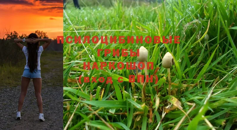 Псилоцибиновые грибы MAGIC MUSHROOMS  Среднеколымск 